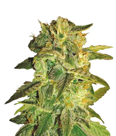 Sugar Mango Ryder