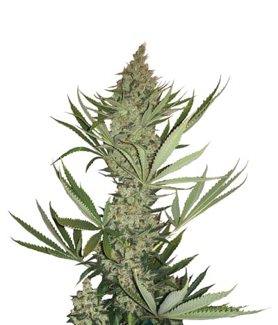 Auto Tangerine