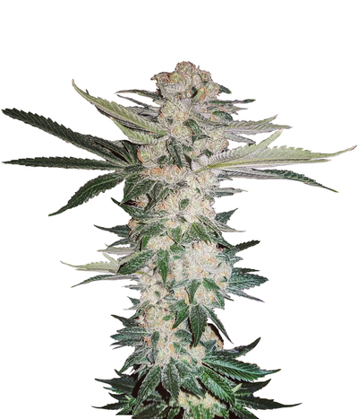 Sour Diesel