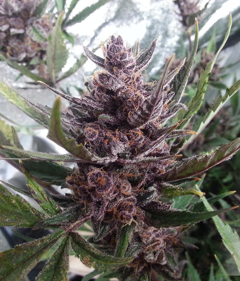 Dutch Passion | Auto Blackberry Kush Seeds | Green Parrot