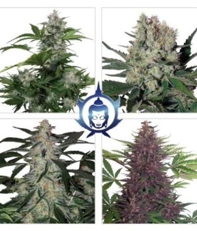 Assorted Auto
