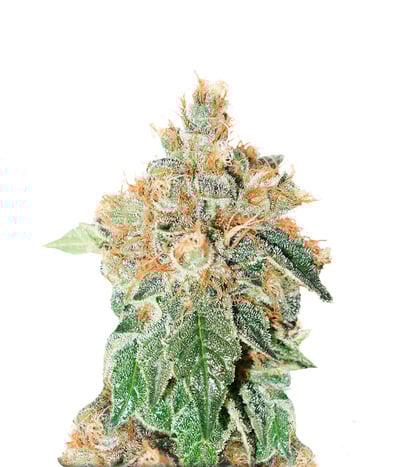 Autocolorado Cookies