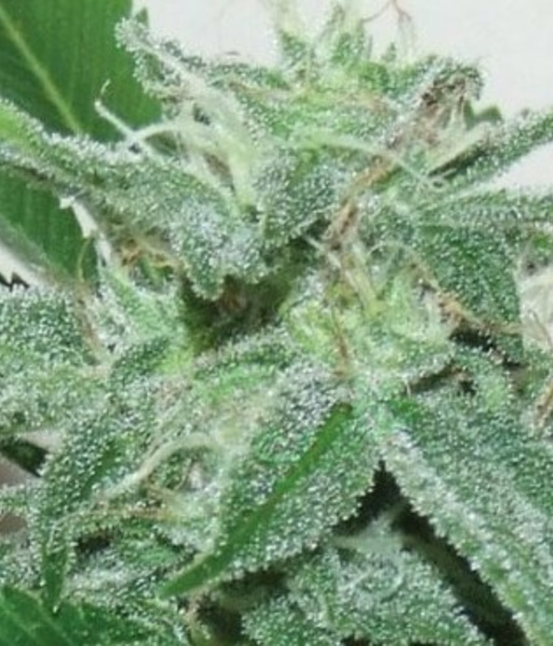 Big Buddha Seeds Bubble Cheese Seeds Green Parrot