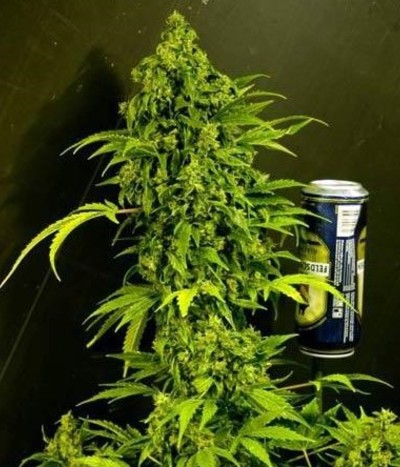 Auto Mass