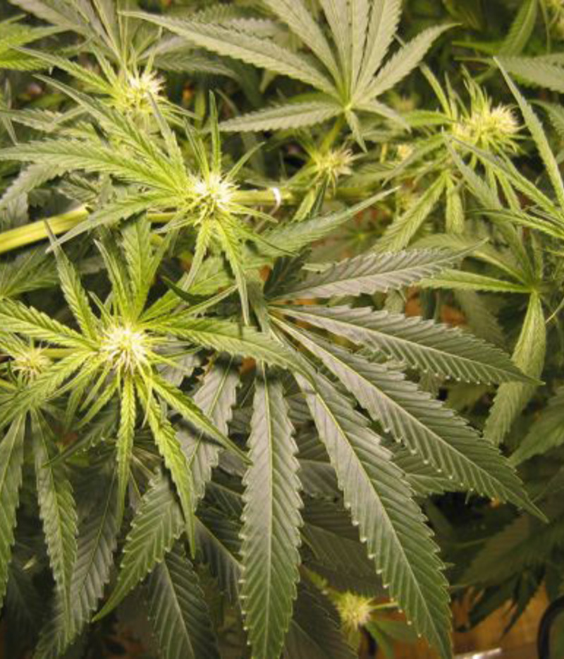 ASH Regular Weed Seeds from Mr Nice