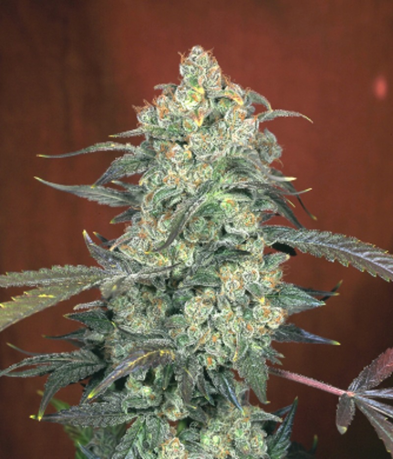 AK 47 Regular Marijuana Seeds from Serious Seeds