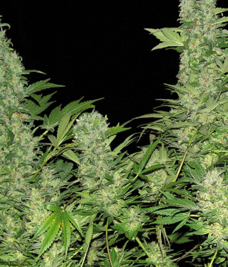 Serious Seeds | Double Dutch Seeds | Green Parrot