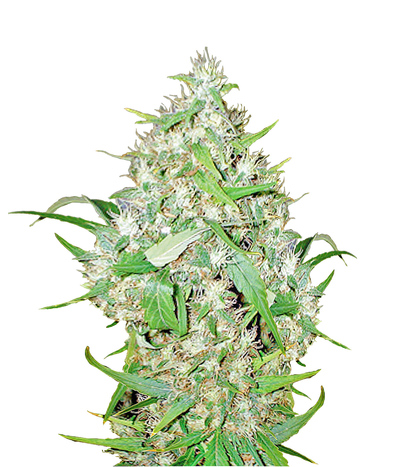 Critical Kush Auto