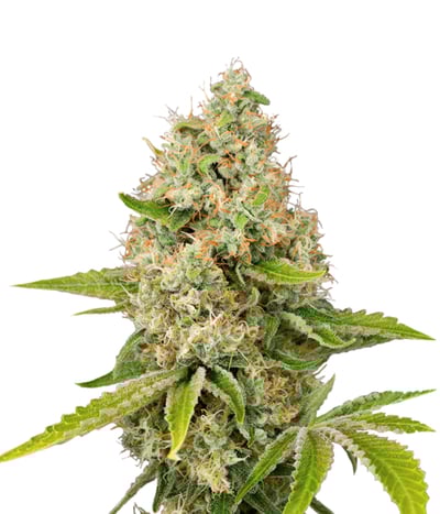 Lemon Kush