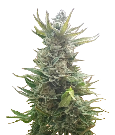 Mechero Clipper Dinafem - Compra Mechero Clipper Dinafem de Dinafem Seeds -  LaMota GrowShop