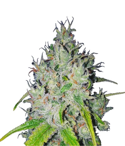 Super Lemon Haze CBD