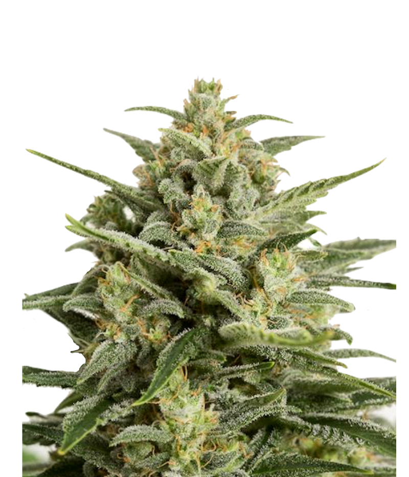 Dinafem | Amnesia Kush Seeds | Green Parrot