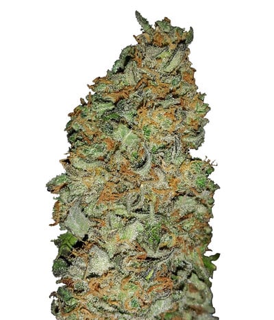 King's Kush CBD