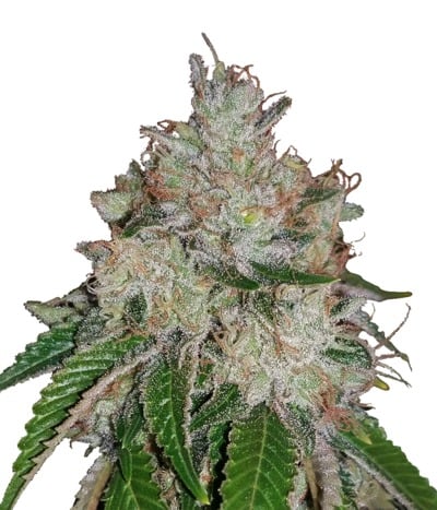 BC God Bud (FEM)