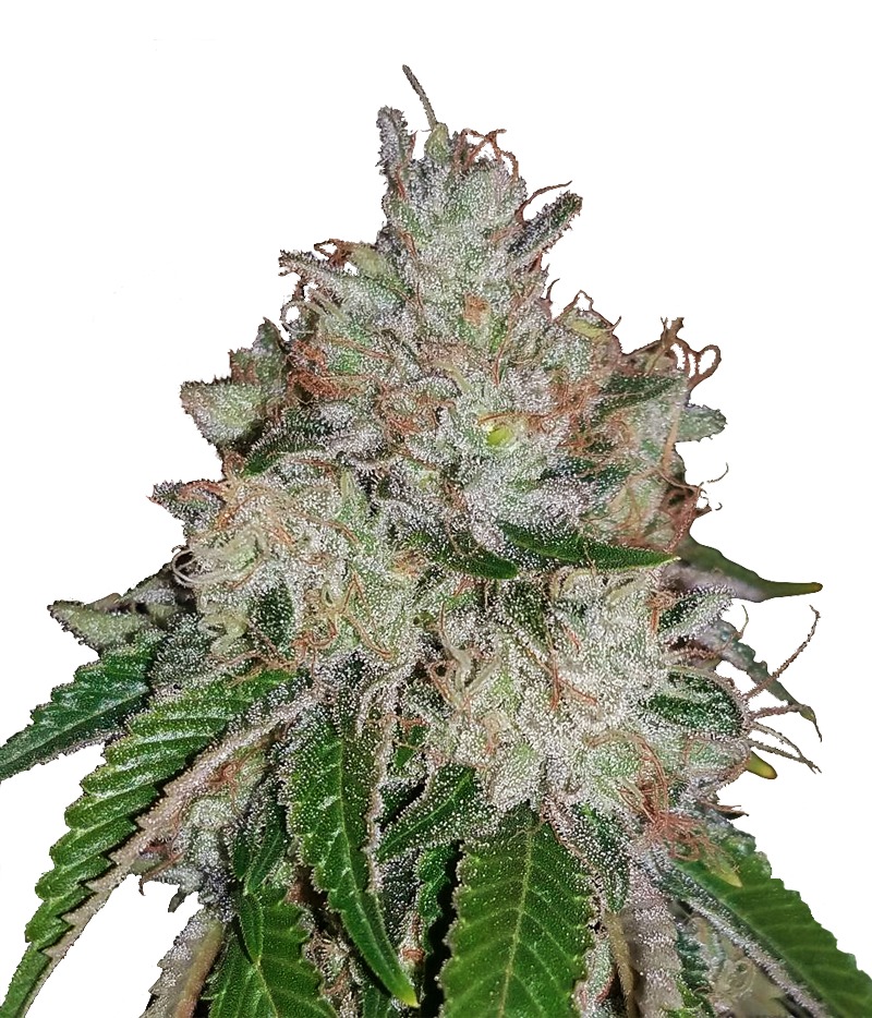 BC Bud Depot | BC God Bud (FEM) Seeds | Green Parrot