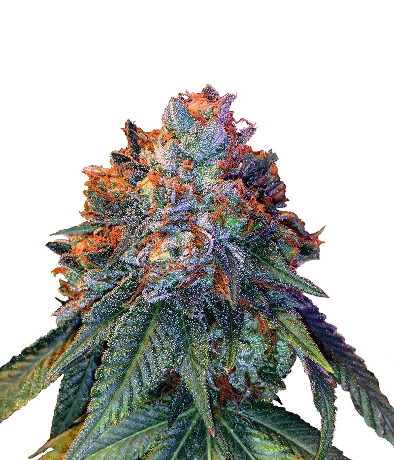 BC Bud Depot | The Black Reg Seeds | Green Parrot