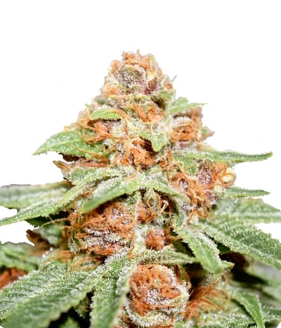 Girl Scout Cookies