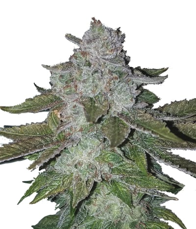 Deadhead OG (REG)