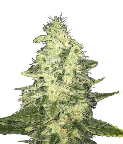 CBD OG