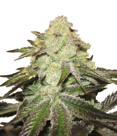 Purple Crack