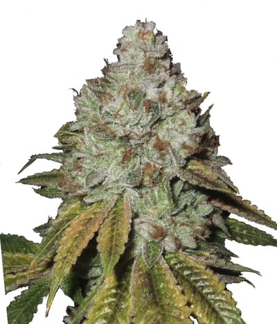 Tahoe OG Kush Reg
