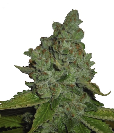 SFV OG Kush (REG)