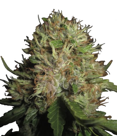 Chem Valley Kush