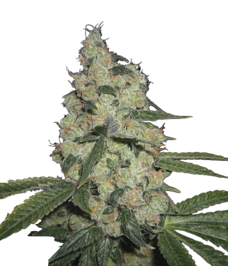 The Cali Connection Corleone Kush Seeds Green Parrot
