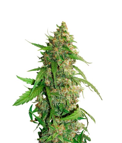 CBD Auto Compassion Lime