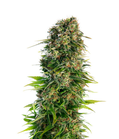 Hindu Kush Automatic