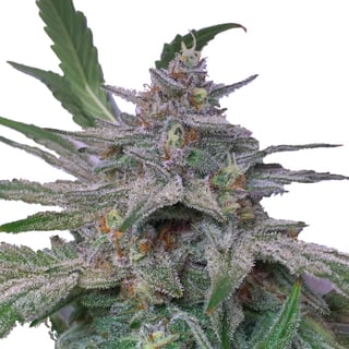 Mephisto Genetics | Double Grape Seeds | Green Parrot