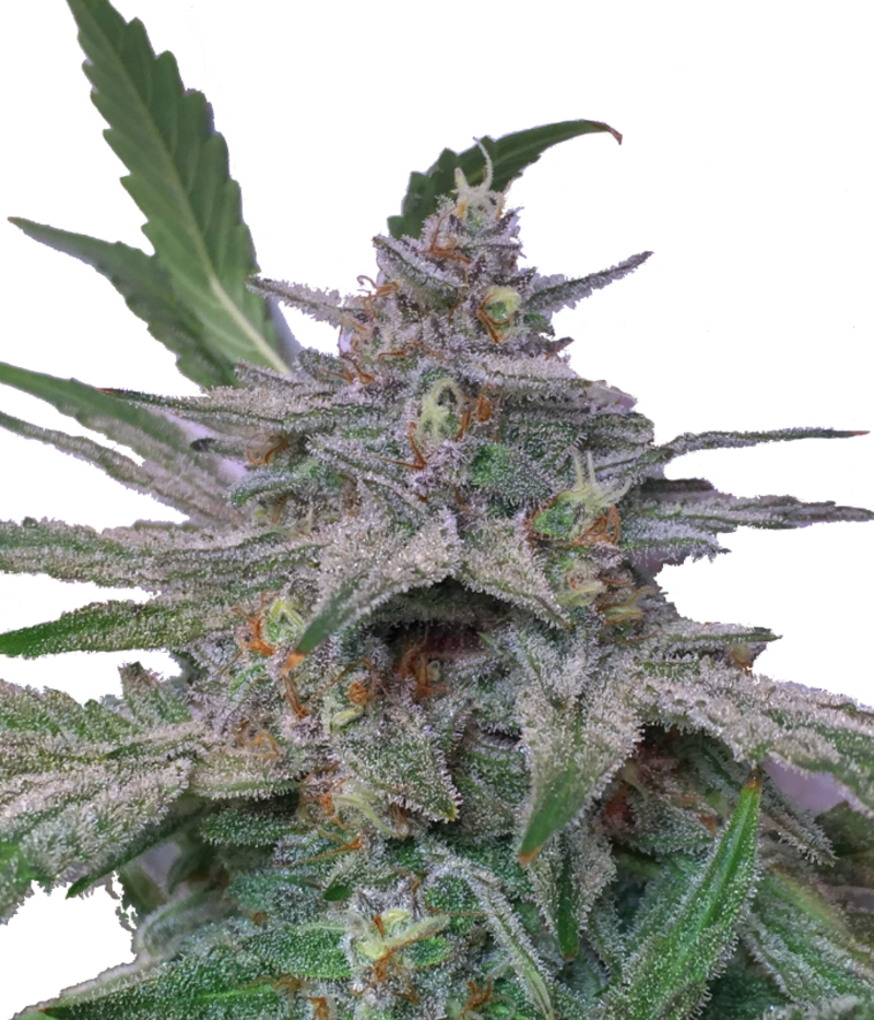 Mephisto Genetics | Double Grape Seeds | Green Parrot