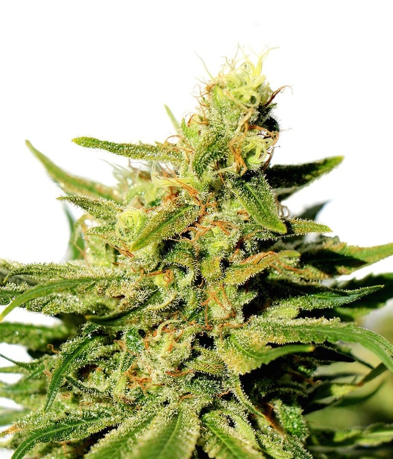 Medical Seeds | Bcn Sour Diesel Seeds | Green Parrot