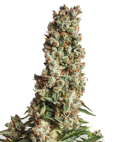 Auto Orange Bud