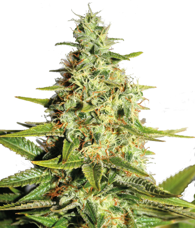 Tangerine Dream Auto