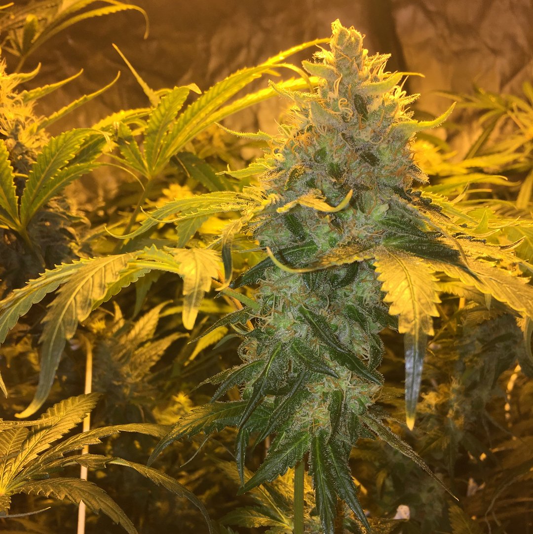 Humboldt Seeds Organization | Amherst Sour Diesel Seeds | Green Parrot