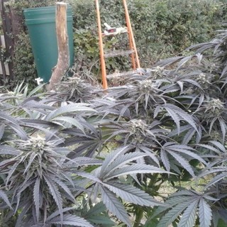 Humboldt Seeds Organization Black D O G Seeds Green Parrot