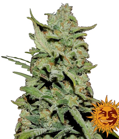 Peyote Critical
