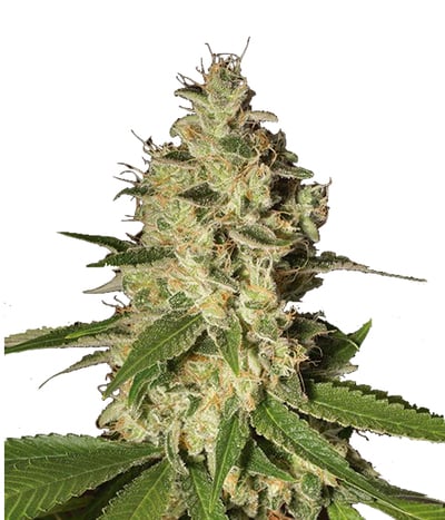 Raspberry Diesel
