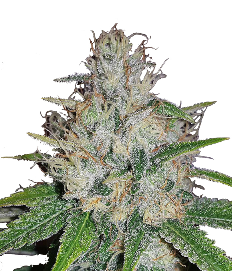 Humboldt Seeds Organization | Sapphire OG Seeds | Green Parrot