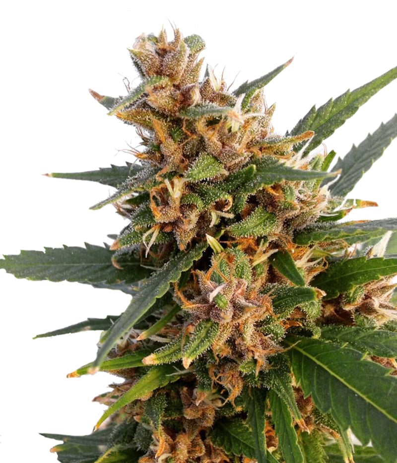 ACE Seeds | Malawi Seeds | Green Parrot