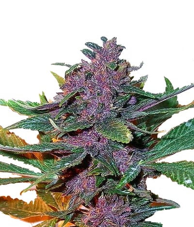 Pakistan Chitral Kush (REG)