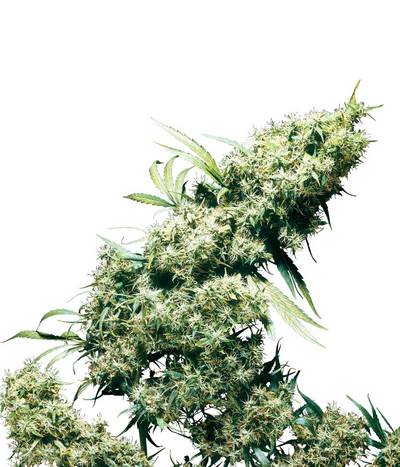 Jamaican Pearl