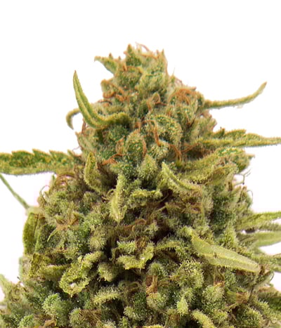 Widow Remedy Regular