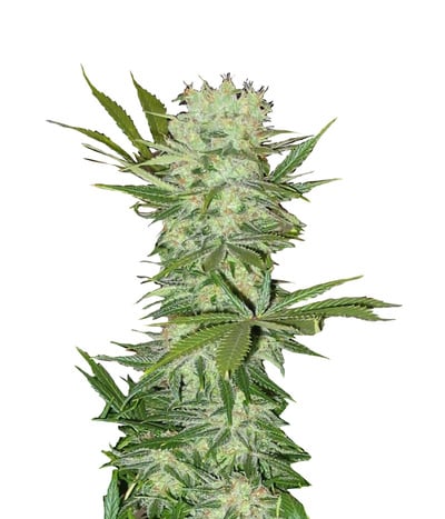 G13 Haze Regular