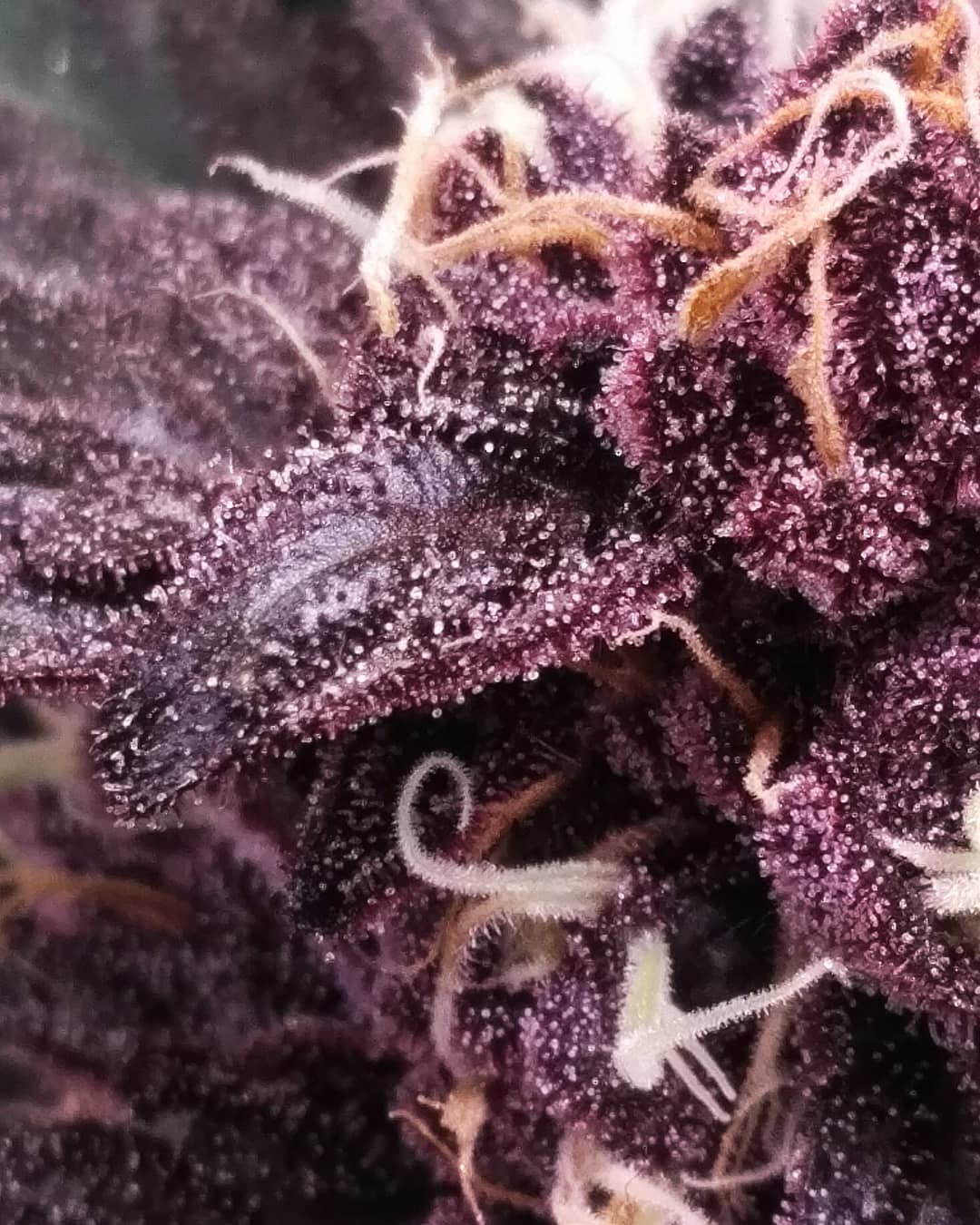 Medical Seeds Mendocino Purple Kush Seeds Green Parrot