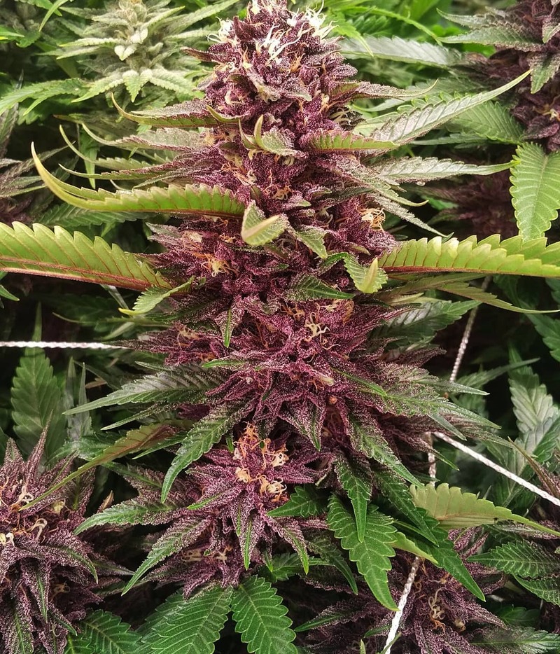 Medical Seeds Mendocino Purple Kush Seeds Green Parrot