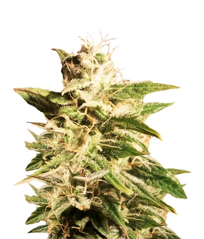 Auto Bubble