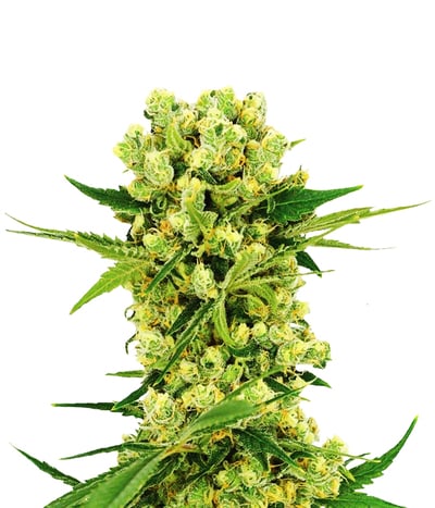 Amnesia Gold
