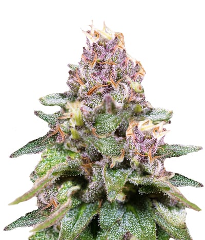 Bluehell Auto